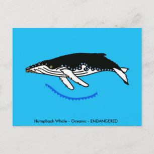 ザトウクジラ – 野生生物 – 自然- ポストカード