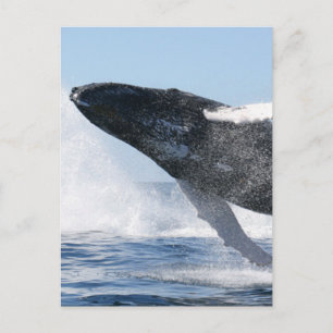 ザトウクジラ(高いジャンプ) ポストカード