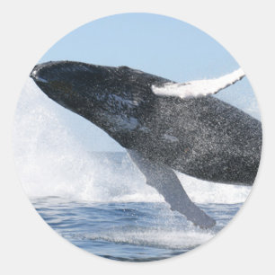 ザトウクジラ(高いジャンプ) ラウンドシール