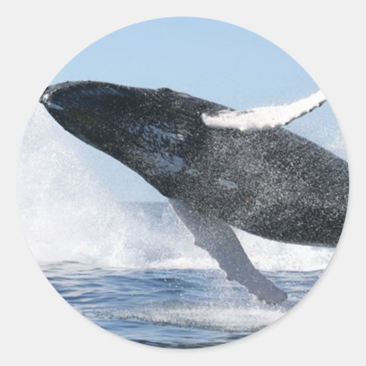 ザトウクジラ（高いジャンプ） ラウンドシール (正面)