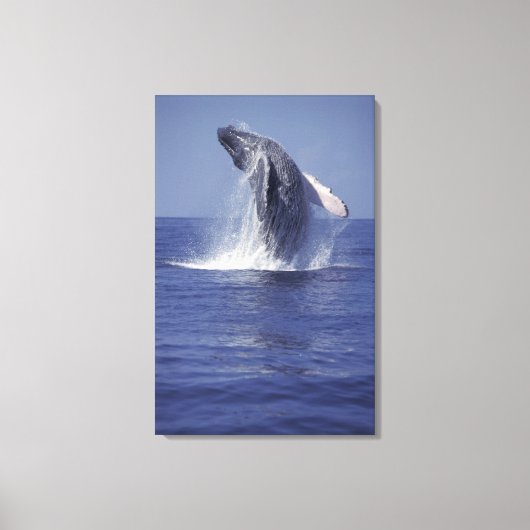 ザトウクジラ(Megaptera キャンバスプリント (正面)