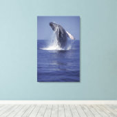 ザトウクジラ(Megaptera キャンバスプリント (インサイチュ (ウッドフロア))