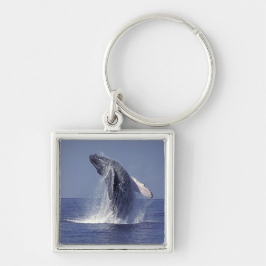 ザトウクジラ (Megaptera キーホルダー (正面)