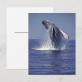 ザトウクジラ(Megaptera ポストカード (正面/裏面)