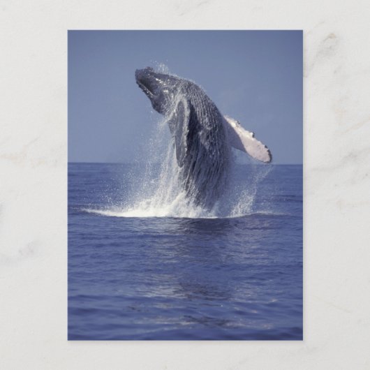 ザトウクジラ(Megaptera ポストカード (正面)