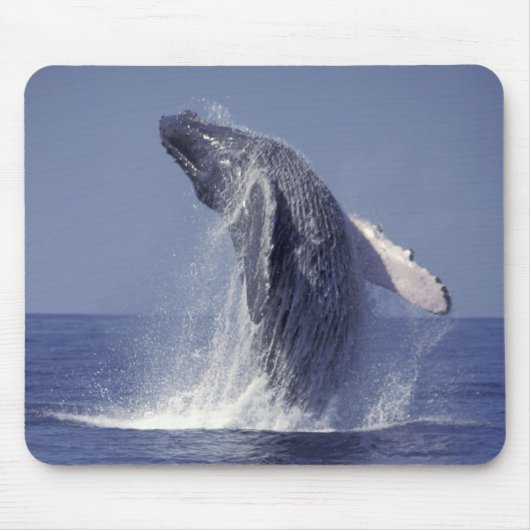 ザトウクジラ（Megaptera マウスパッド (正面)