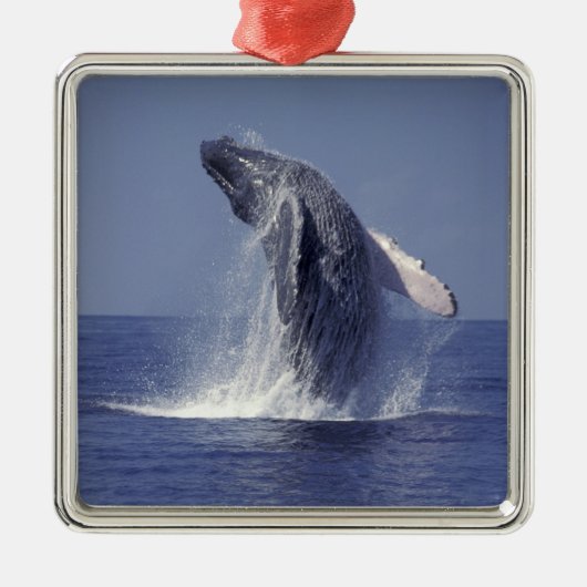 ザトウクジラ(Megaptera メタルオーナメント (正面)