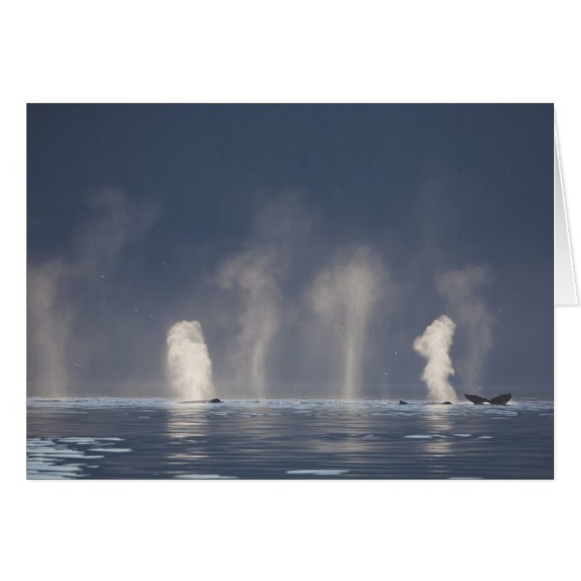 ザトウクジラ (Megaptera novaeangliae) (正面横)