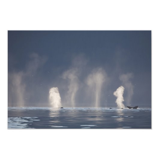 ザトウクジラ (Megaptera novaeangliae) フォトプリント (正面)