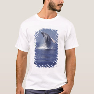 ザトウクジラ(Megaptera Tシャツ