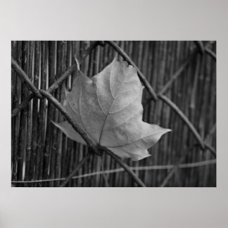 ザドライメープルリーフ – ポスター