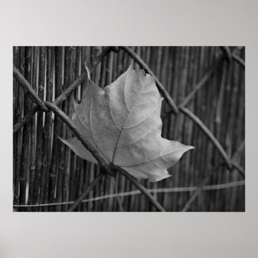 ザドライメープルリーフ – ポスター (正面)