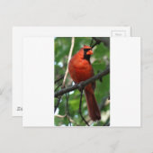 ザノーザン（鳥）ショウジョウコウカンチョウ ポストカード (正面/裏面)