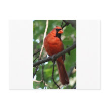 ザノーザン（鳥）ショウジョウコウカンチョウ