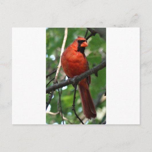 ザノーザン（鳥）ショウジョウコウカンチョウ ポストカード (正面)