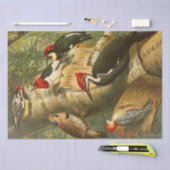 ザノースアメリカバードワールド1891イラストレーション 薄葉紙 (クラフト)