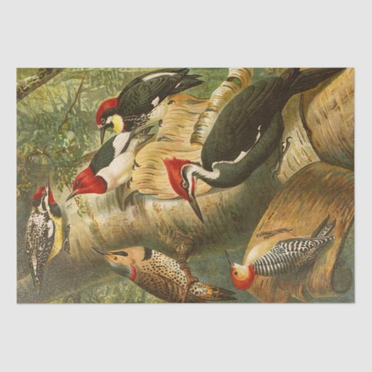ザノースアメリカバードワールド1891イラストレーション 薄葉紙 (正面)
