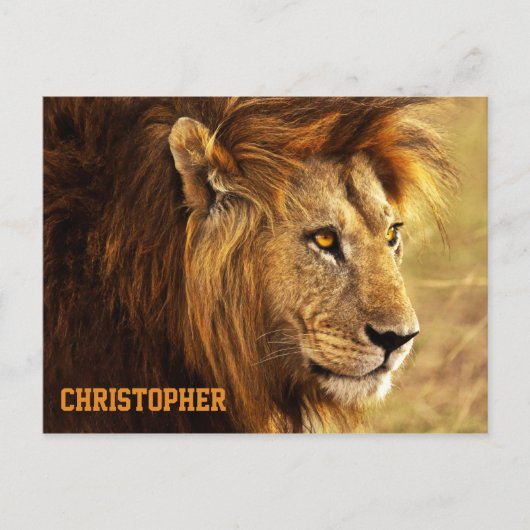 ザノーブルライオン写真 ポストカード (正面)