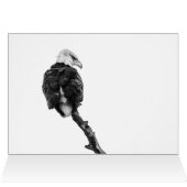 ザノーブル禿鷲 (内部横(上))