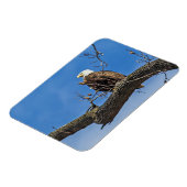 ザノーブル禿鷲 マグネット (左側)