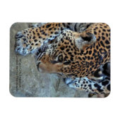 ザハウルのジャガー マグネット (横)