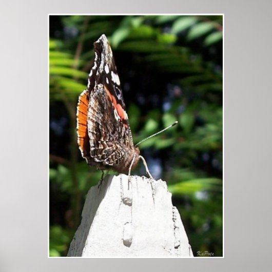 ザバタフライポスト ポスター (正面)