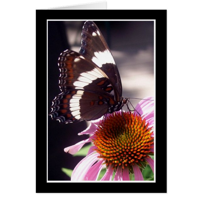 ザバタフライ (正面)