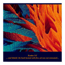 ザバーニングブッシュ抽象芸術