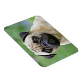 ザパグ犬 マグネット (右側)