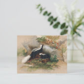 ザパタゴニアンスカンクバイジョセフウルフ ポストカード (スタンド正面)