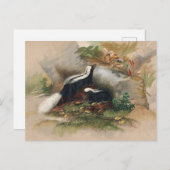 ザパタゴニアンスカンクバイジョセフウルフ ポストカード (正面/裏面)