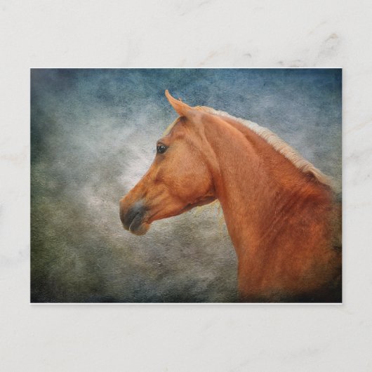 ザパロミノ ポストカード (正面)