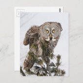 ザパーチングプリンス.jpg ポストカード (正面/裏面)