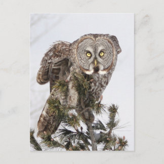 ザパーチングプリンス.jpg ポストカード