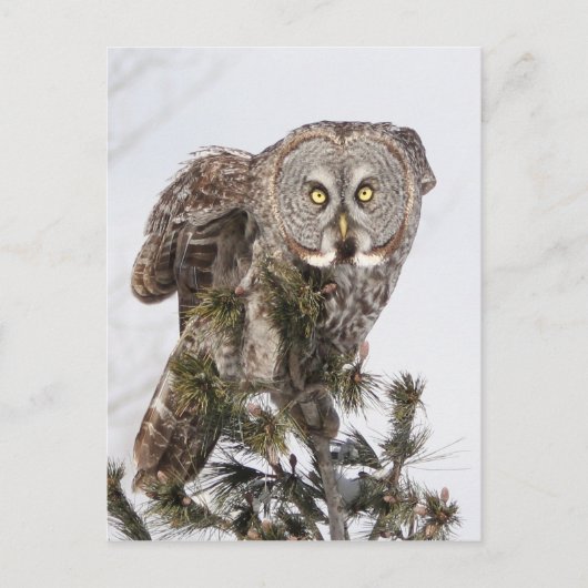 ザパーチングプリンス.jpg ポストカード (正面)