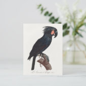 ザパーム・コカトー、プロボスキガー・アテリムス・パロット ポストカード (スタンド正面)