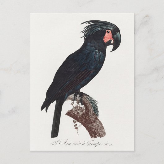 ザパーム・コカトー、プロボスキガー・アテリムス・パロット ポストカード (正面)