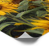 ザヒマワリの女性 ポスター (角)