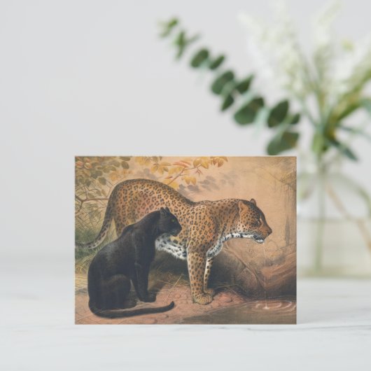 ザヒョウbyジョセフ・ウルフ ポストカード (スタンド正面)