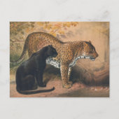 ザヒョウbyジョセフ・ウルフ ポストカード (正面)