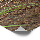 ザビューティフルレッドキツネ ポスター (角)