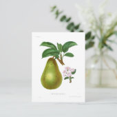 ザピットマストン梨 ポストカード (スタンド正面)