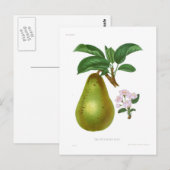 ザピットマストン梨 ポストカード (正面/裏面)