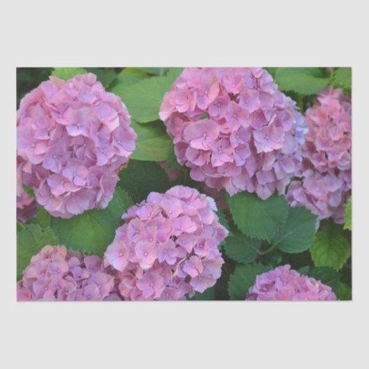 ザピンクのホテンシア紫陽花の茂み 薄葉紙 (正面)