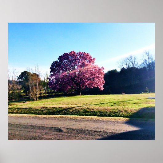 ザピンクチューリップ ポスター (正面)