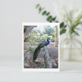 ザピーコック ポストカード (スタンド正面)