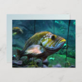 ザフィッシュ ポストカード (正面/裏面)