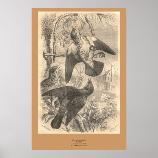 ザフィールドファーズ ポスター (正面)