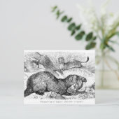 ザフェレット ポストカード (スタンド正面)