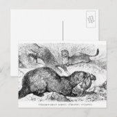 ザフェレット ポストカード (正面/裏面)